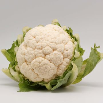 Organic Cauliflower Thabor plugs - Brassica oleracea
