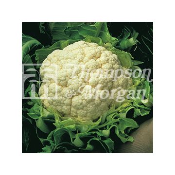 Cauliflower Walcheren Winter 5