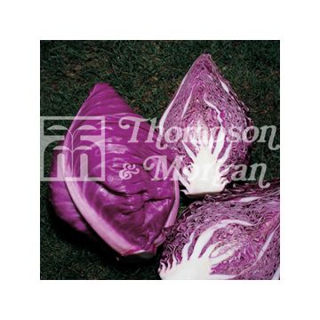 Cabbage Kalibos (Filderkraut) F1 - Brassica oleracea capitata