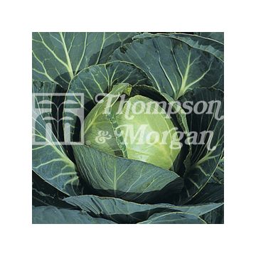 Cabbage Minicole F1 - Brassica oleracea capitata
