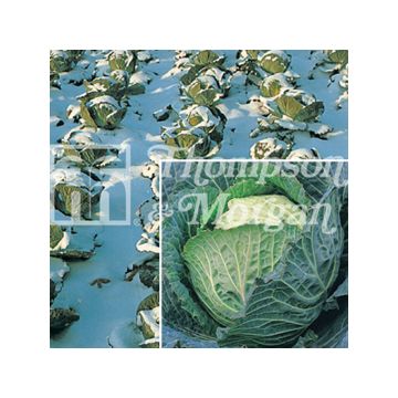 Cabbage Tundra F1 - Brassica oleracea sabauda