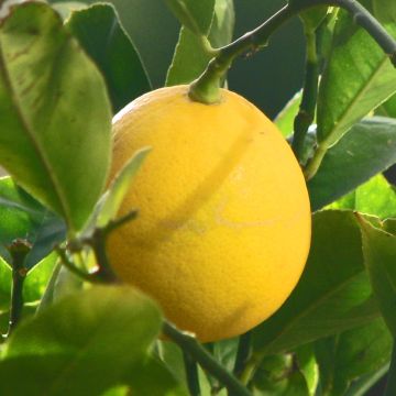 Meyer Lemon Tree - Citrus x meyeri