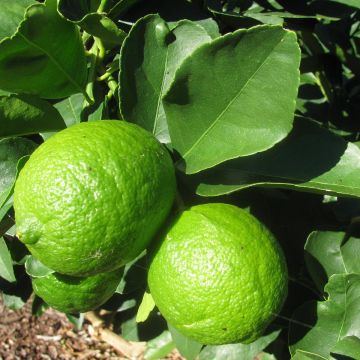 Large Lime - Citrus latifolia
