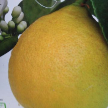 Citrus limon Adamo - Lemon Tree