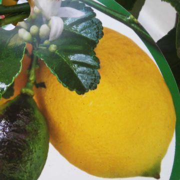 Lemon - Citrus limon Femminello Carrubaro