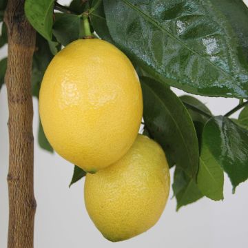 Citrus limon Lemox - Lemon Tree
