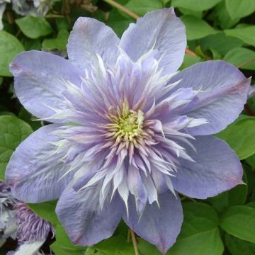 Clematis patens Blue Light - Early Large-flowered Clematis