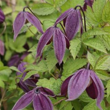 Clematis atragene Brunette