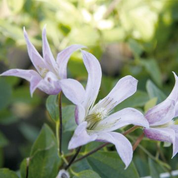 Clematis texensis Mienie Belle - Scarlet Leather Flower