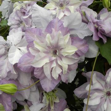 Clematis  Reflections