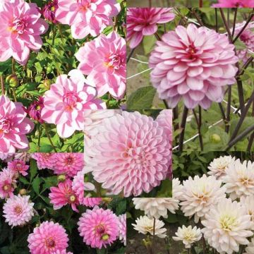 Collection of 10 assorted pink dahlias