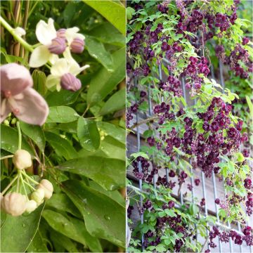 Two Akebia Collection - Chocolate Vine