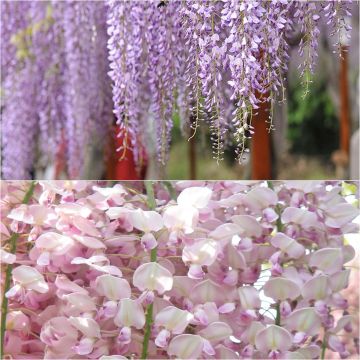 Collection of 2 compact Wisterias