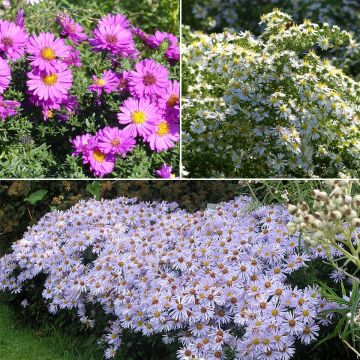 Collection of 3 dwarf asters