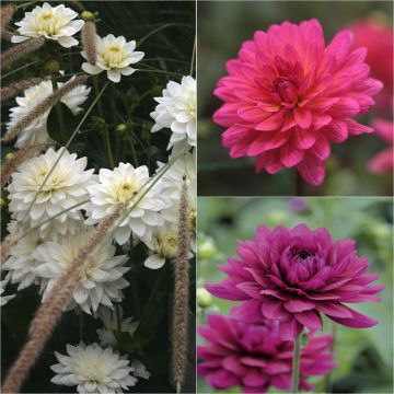 Collection of 3 dahlias for bouquets warm shades