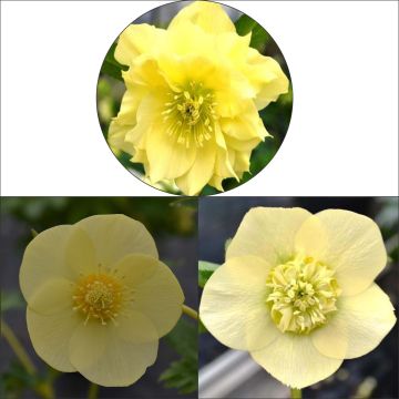 Collection of 3 Oriental yellow hellebores