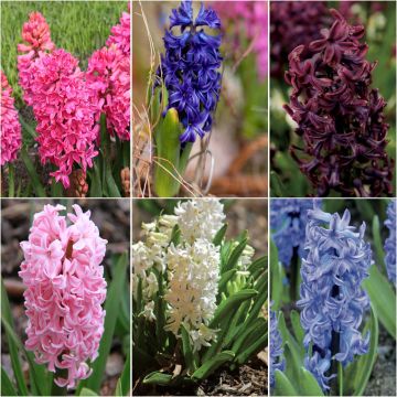 Collection of 30 Hyacinths