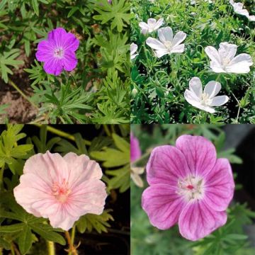 Collection of 4 perennial geraniums 'sanguineum'.