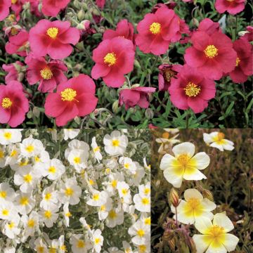 Selection of 6 rock roses