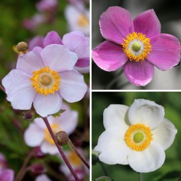 Collection of Japanese Anemones