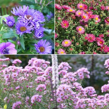 Collection of 3 New England asters - Grand Autumn Asters