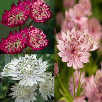 Collection of 3 Astrantias