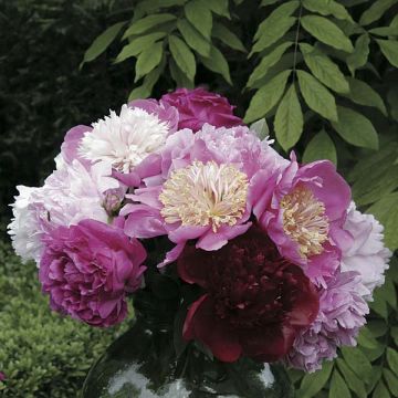 Peony Bouquet Collection