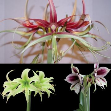 Collection of 3 contemporary Amaryllis 