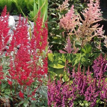 Collection of 3 Astilbes