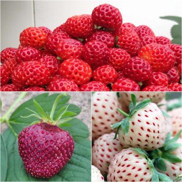 Collection of 3 strawberry plants: Framberry, Cherry Berry, Pineberry