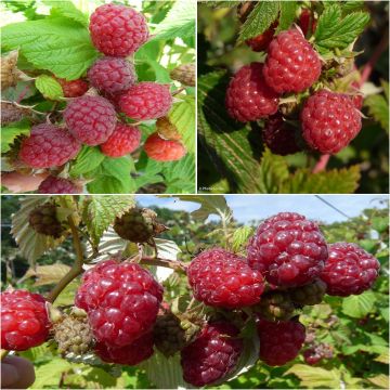 Collection of 3 Raspberry Bushes for a Spreading Harvest.