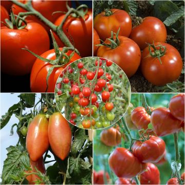 Collection of 5 Essential Young Tomato Plants 
