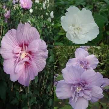 Collection of 3 Hibiscus syriacus with double flowers