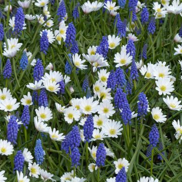 Blue and White Small Spring Bulbs Collection