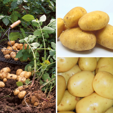 Organic Potato Collection