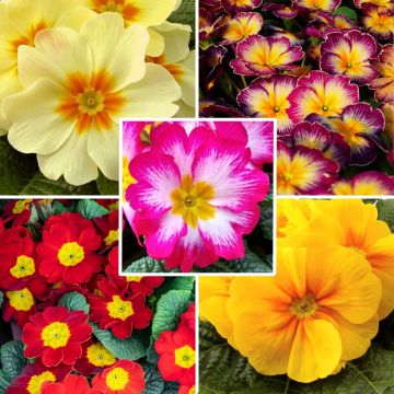 Hybrid Primrose collection at a low price