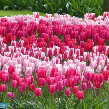 Darwin Tulip 'Delight' Collection