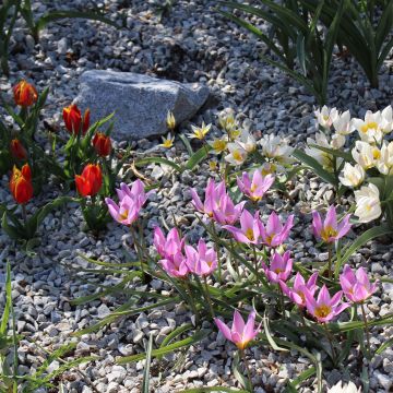 Rockery tulip collection
