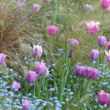 Voile de Parme Tulip Collection