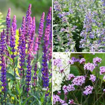 Collection of perennial plants in shades of blue and mauve for sunny areas.