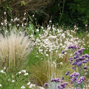 Essential Perennial Collection for Full Sun