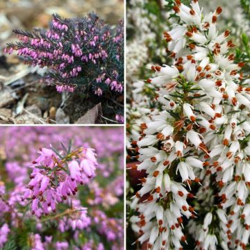 Winter Heather collection - Erica