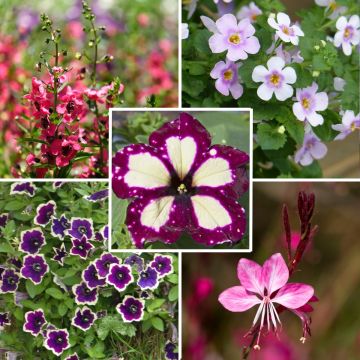 Collection of 5 annuals in Magenta shades