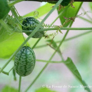 Melothria scabra -  Ferme de Sainte Marthe Seeds