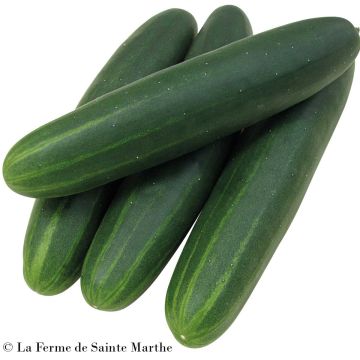 Cucumber Sonja F1 - Ferme de Sainte Marthe Seeds