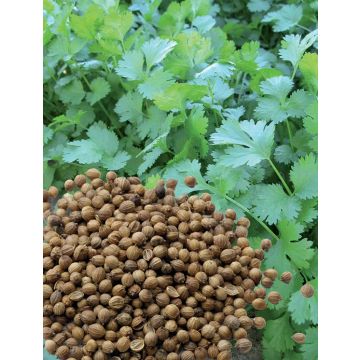 Organic Coriander 'Small Seeds' plugs- Coriandrum sativum