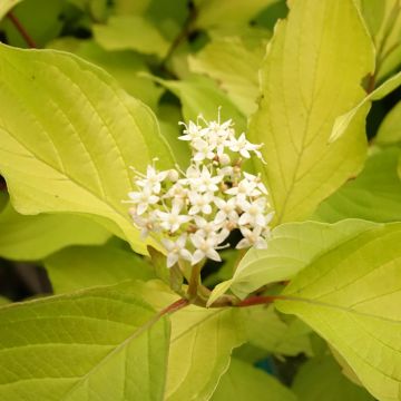 Cornus alba Aurea - White Dogwood