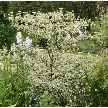 Cornus alternifolia Argentea - Pagoda Dogwood