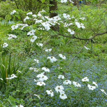 Cornus Ascona - Flowering Dogwood
