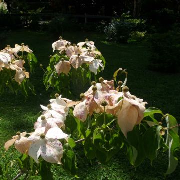 Cornus kousa Galilean - Flowering Dogwood